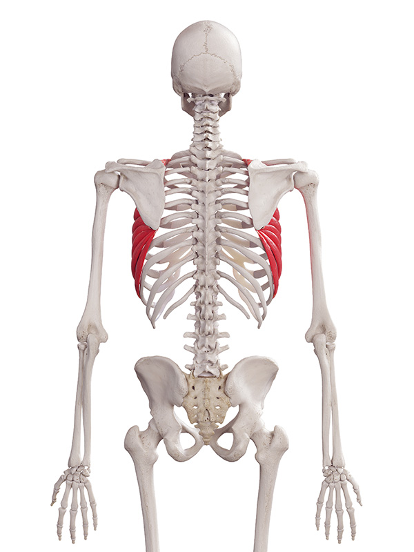 Serratus anterior back view