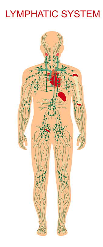 Lymphatic system