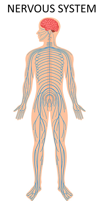 Nervous system