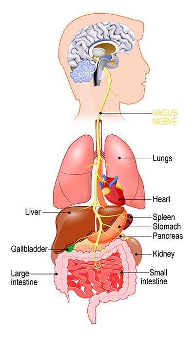 Vagus Nerve