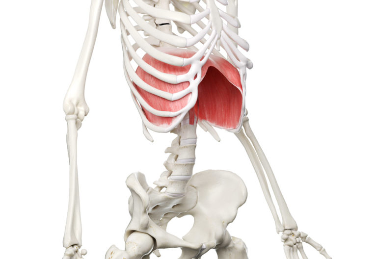 diaphragm - Core Exercise Solutions