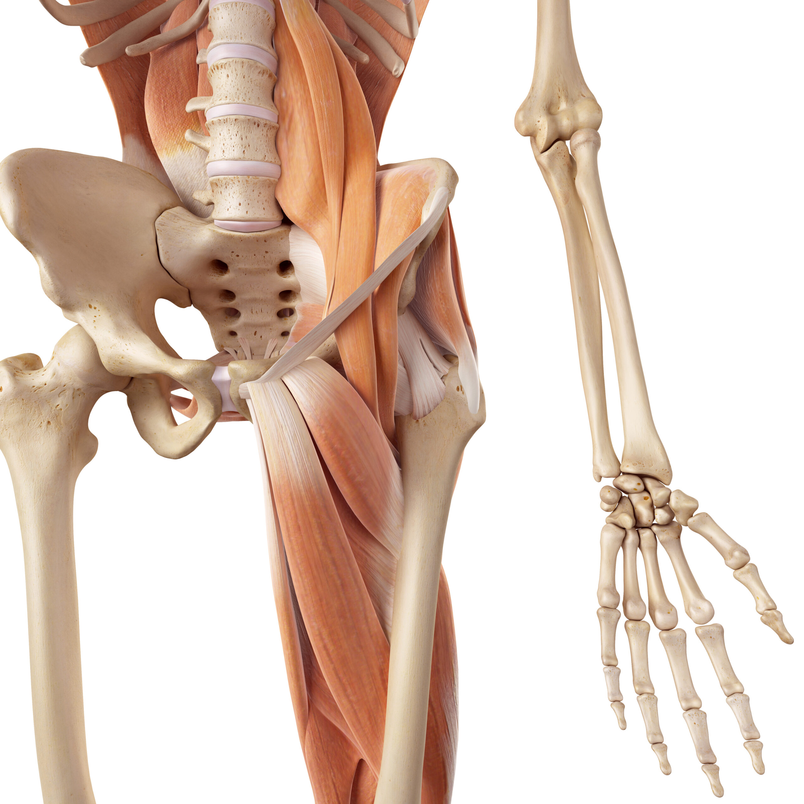 Picture of hip flexor muscle