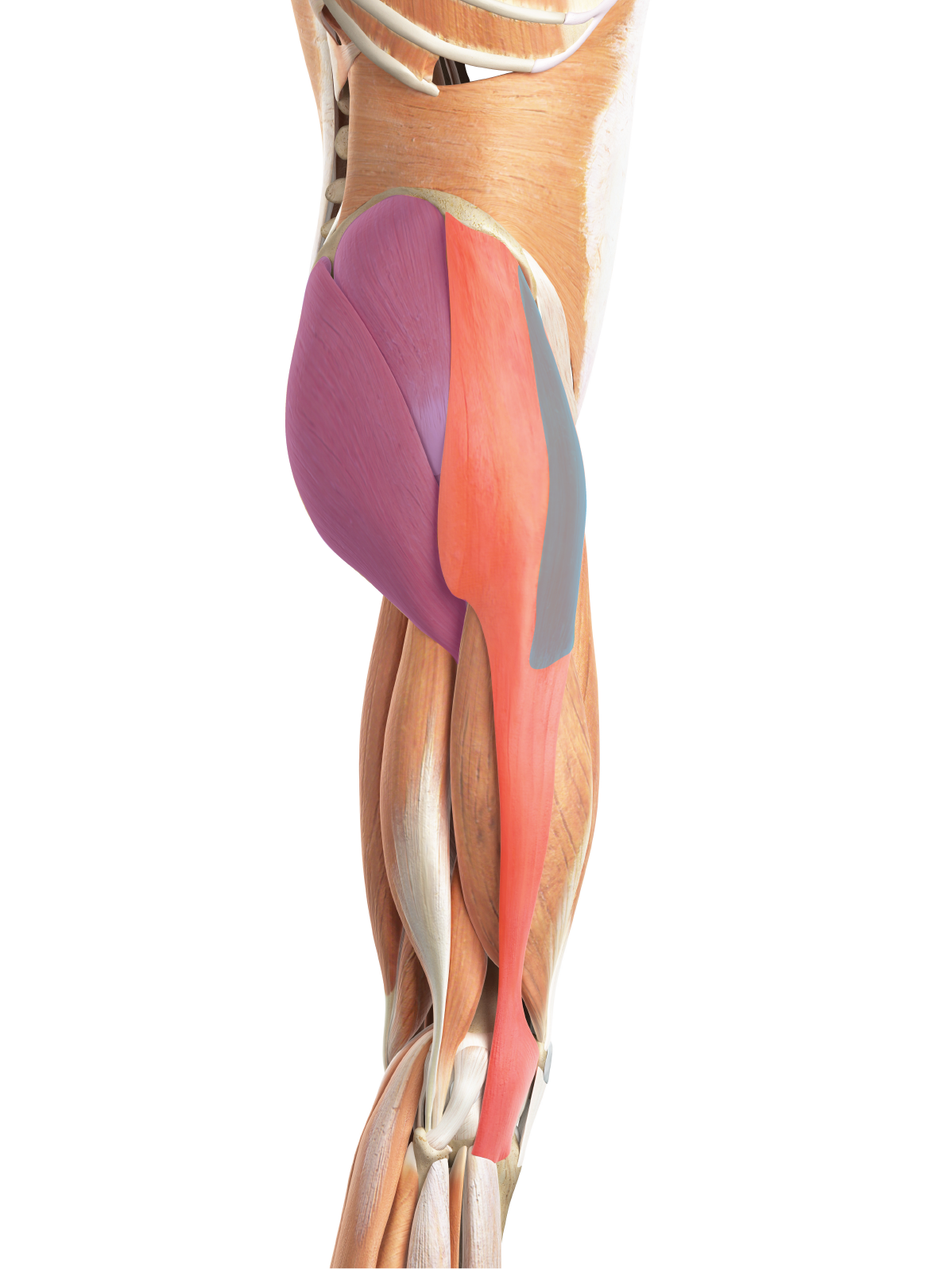 These IT band stretches are great for reducing hip and knee pain