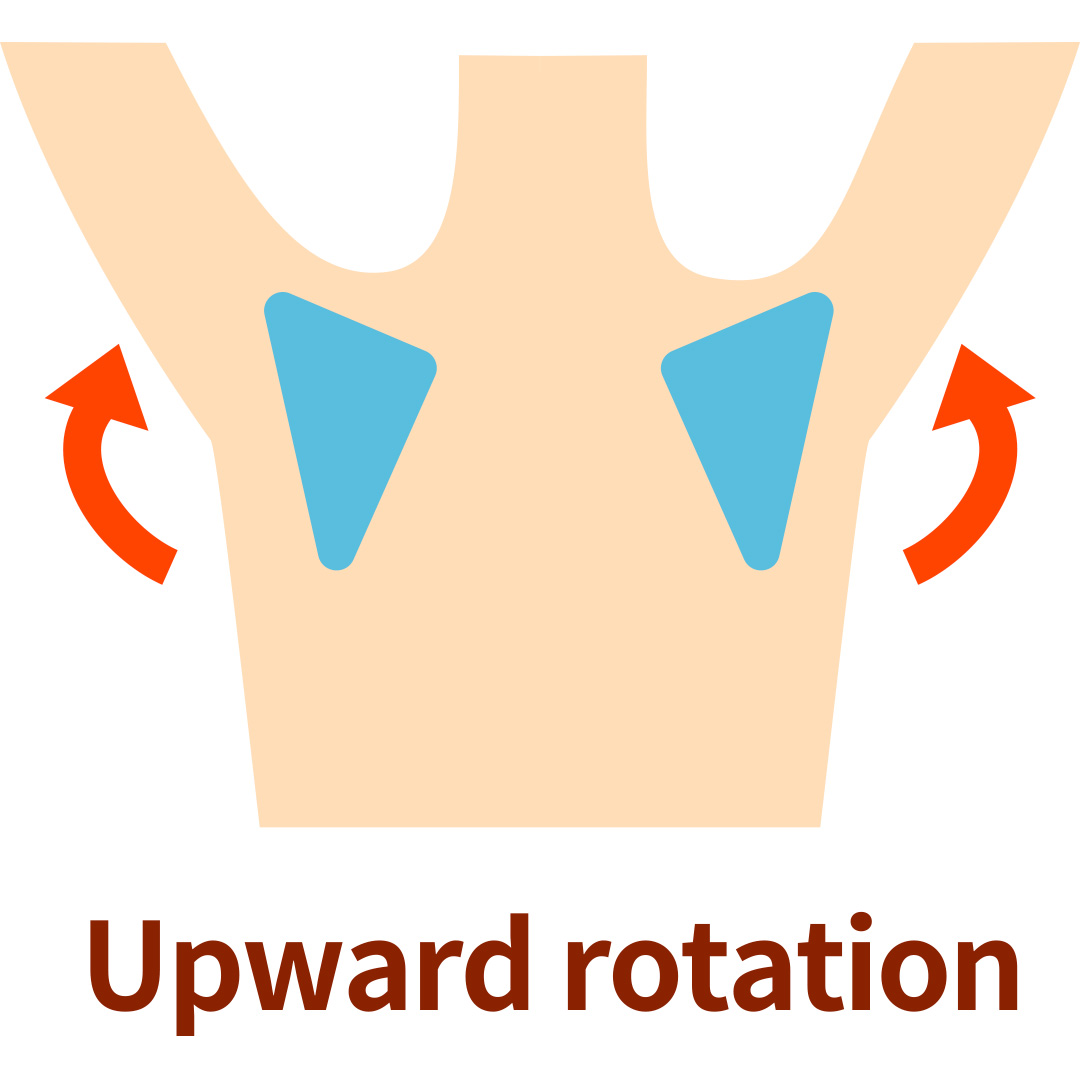 scapular upward rotation